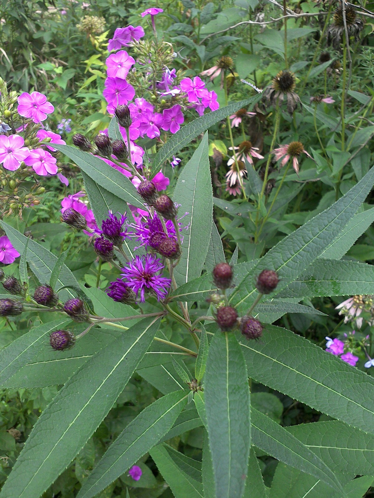 30 SEEDS IRONWEED VERNONIA FASCICULATA