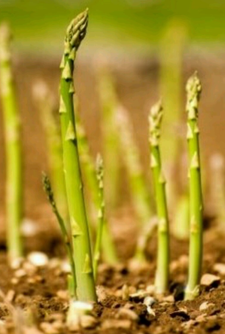 100 ASPARAGUS Seeds- MARY WASHINGTON-Non GMO-Open Pollinated.