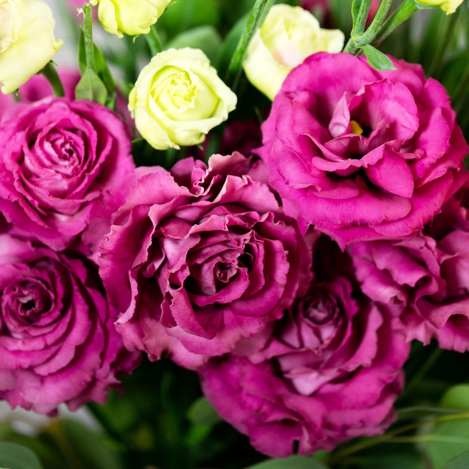 1000+Mixed Lisianthus Seeds for Planting-Lisianthus Thornless Roses Mixed