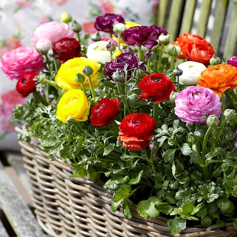 25 Ranunculus Bulbs Mix Pink Red Yellow Purple Peony Rose Garden Spring Flowers
