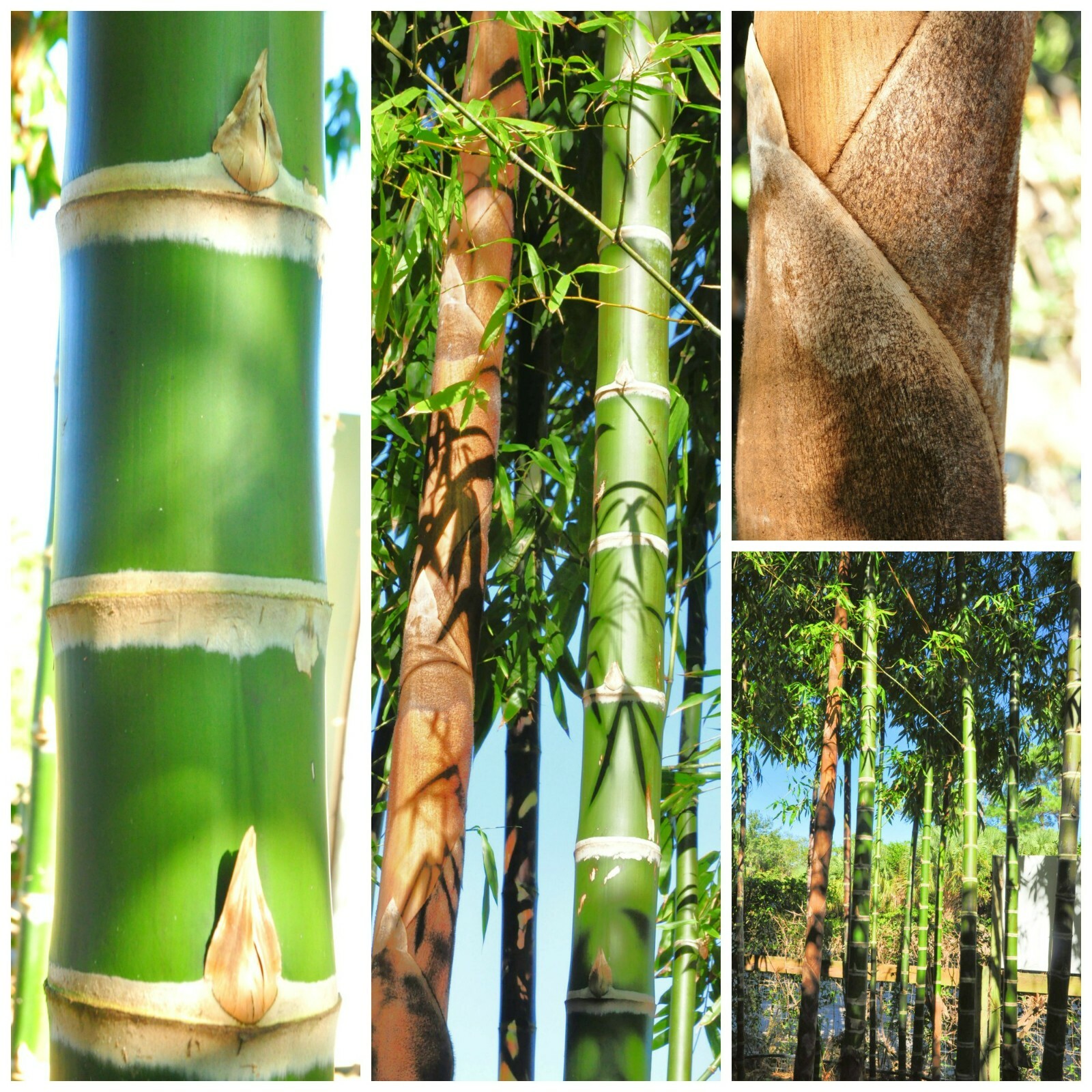 Guadua Bamboo – Guadua angustifolia **CLUMPING**