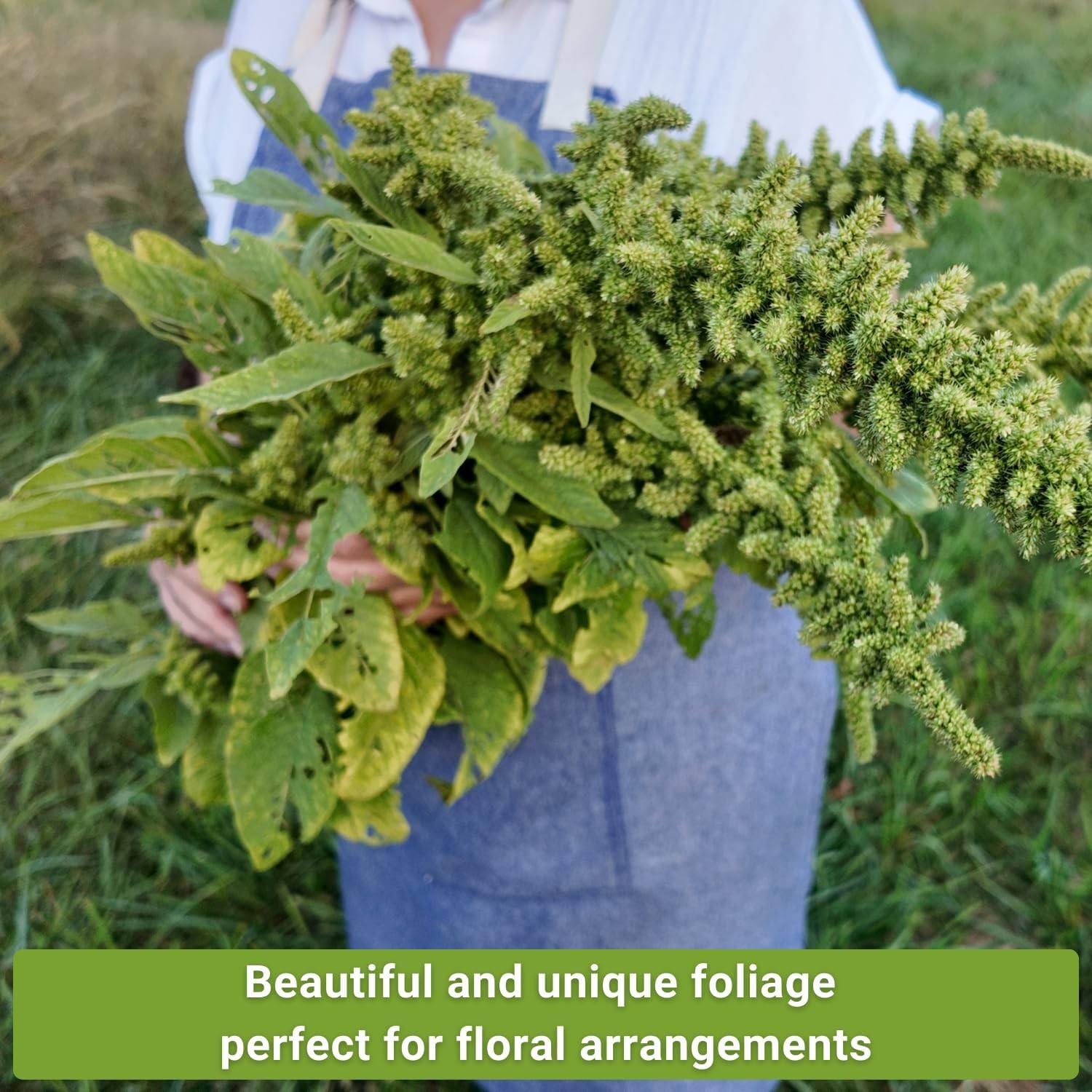 Sow Right Seeds – Amaranth Seed Collection for Planting – Non-GMO Heirloom Varie