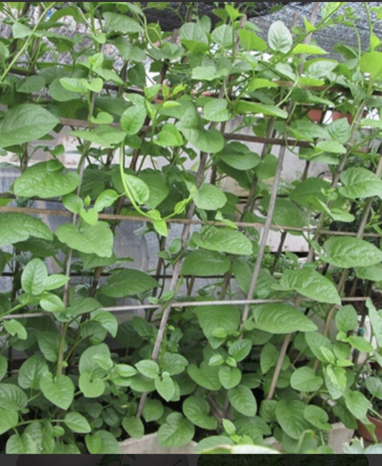 30 Green Malabar Spinach Seeds – Vietnamese Spinach – Mong Toi Xanh