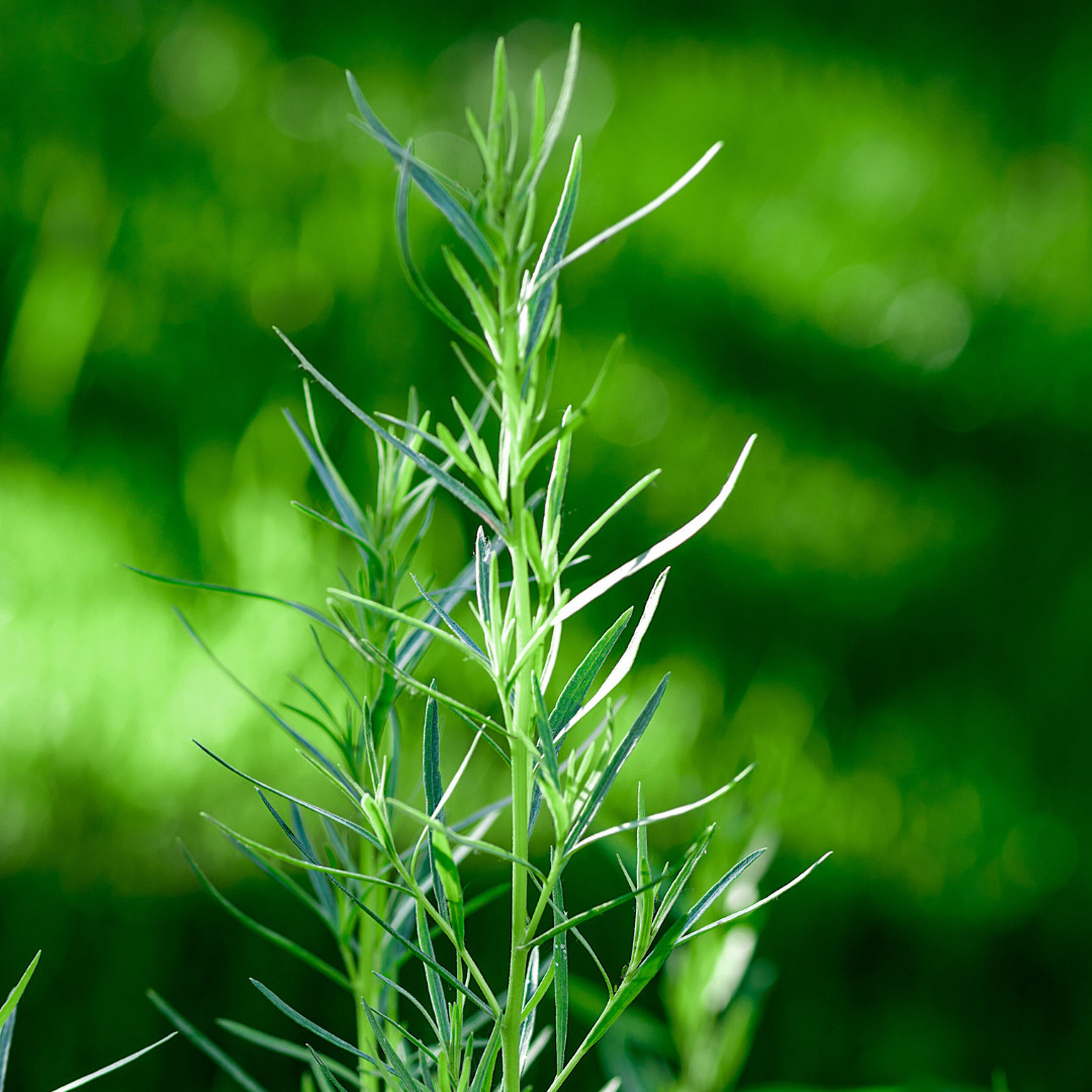 Fresh Tarragon Seeds | Cooking | Gardening | Heirloom Non-GMO | Herb Seeds