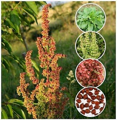 Curly/Yellow Dock 100 Seeds Rumex crispus Fresh