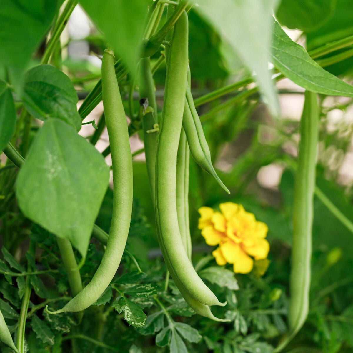 1/4 Lb Provider Green Bush Bean Seeds – Everwilde Farms Mylar Seed Packet