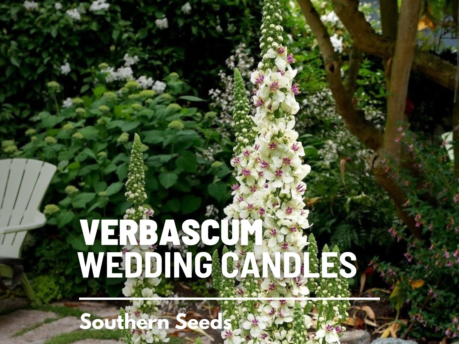 Wedding Candles Verbascum Seeds, Heirloom Drought-Tolerant Flower, USA Grown