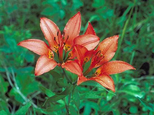 Lilium philadelphicum | Philadelphia, Prairie or Wood Lily | 10 Seeds