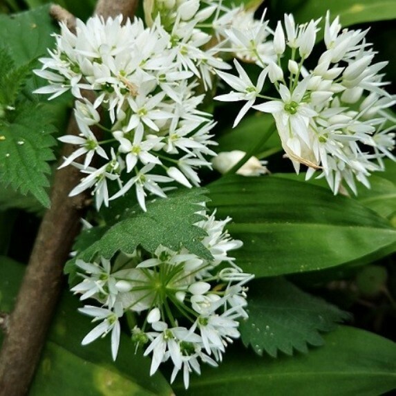 100+ ORGANIC Seeds of Ramsons Broad-Leaved Wild Garlic — NON-GMO from US SELLER