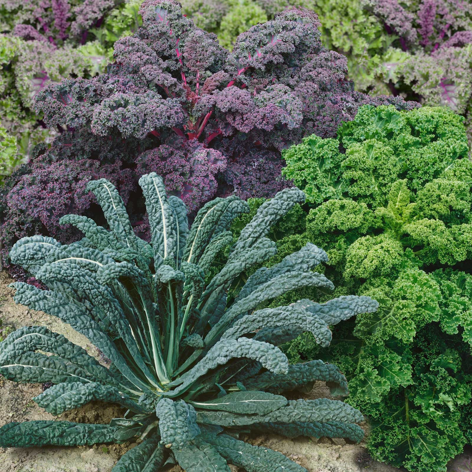 200+ KALE GARDEN BLEND SEEDS — COLORFUL MIX — MICROGREENS