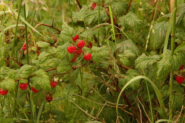 BULK * 200 SEEDS *GIANT*SWEET*TULAMEEN RASPBERRY*MEDICINAL*ANTIOXIDANT*FIBER