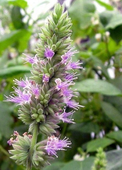 Pogostemon Cablin .5 Gram Seeds, Fragrant Patchouli Perennial Herb Garden Plant