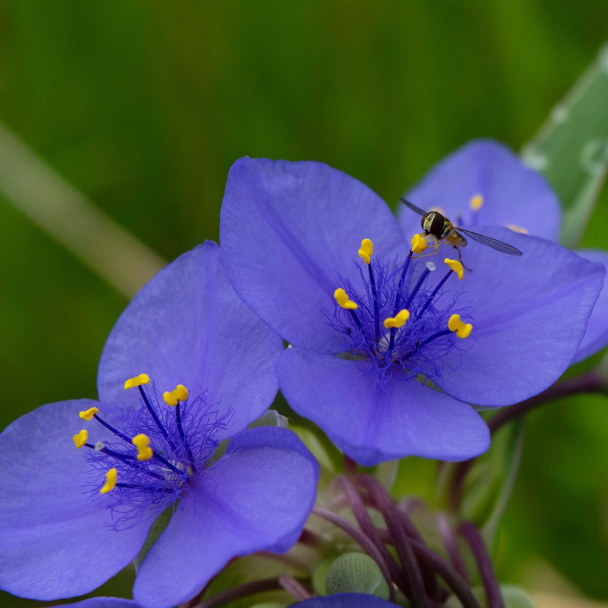 200 Western Spiderwort Wildflower Seeds – Everwilde Farms Mylar Seed Packet