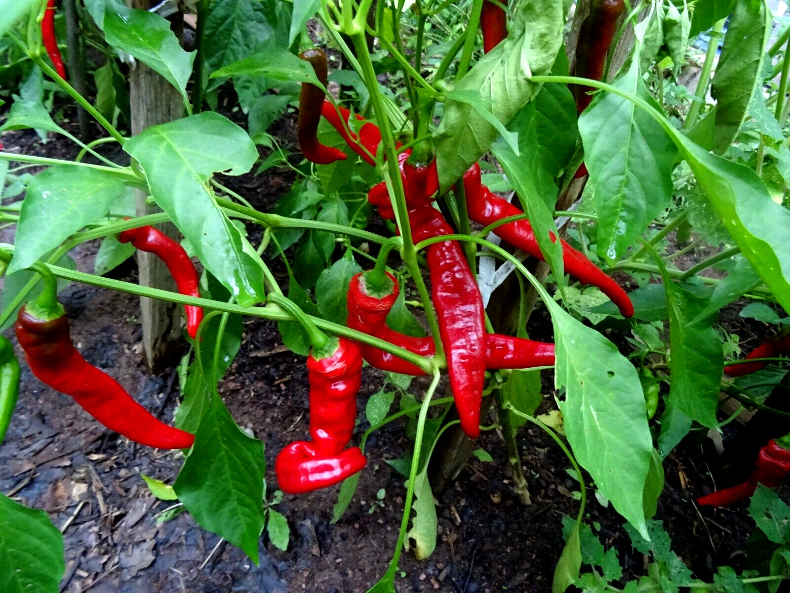 Jimmy Nardello Sweet Red Pepper 30 seeds Italian Heirloom Organic