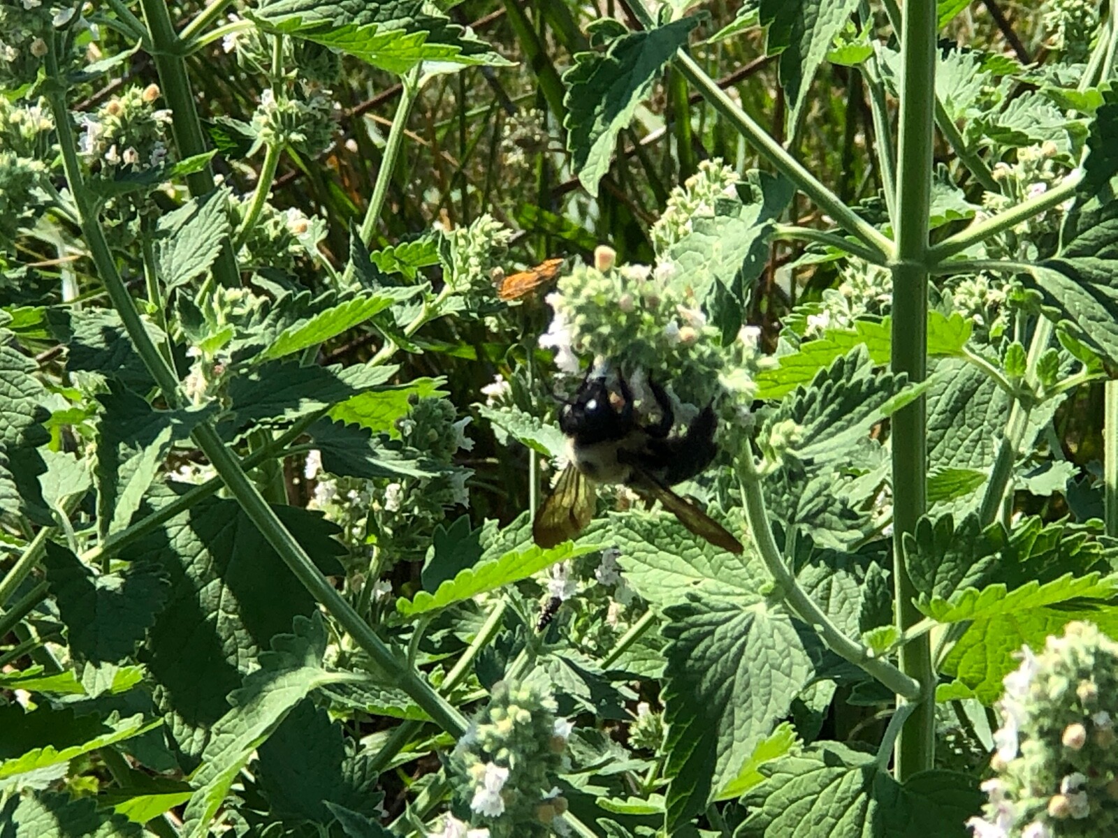Fresh 2023 Fully Organic Catnip*Nepeta Cataria SEEDS~Perennial Herb *Heirloom