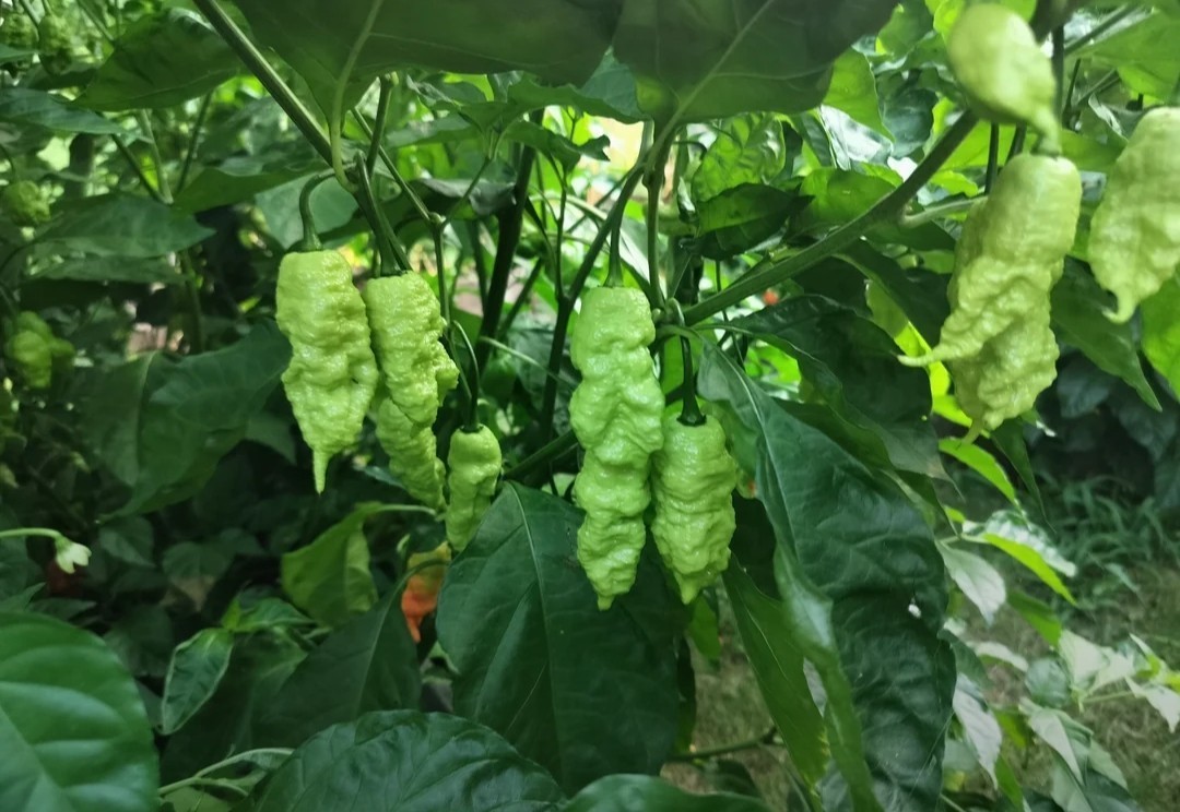 SUPERHOT!- Variety Pack – Over 200! Seeds – One Dozen Different Hot Varieties.