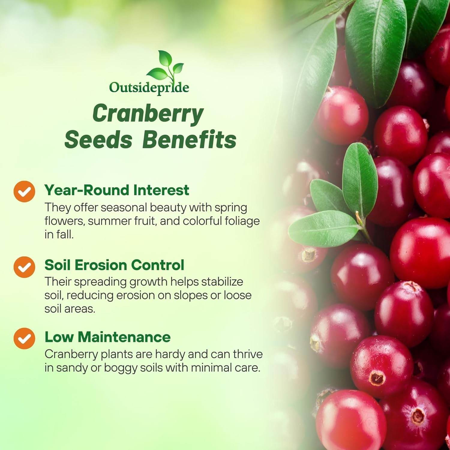 250 Seeds Buy Vaccinium Macrocarpon Cranberry Seeds