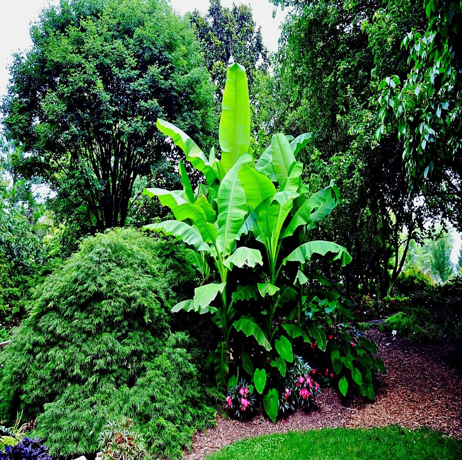 10 “DWARF” Cavendish BANANA Tree Seeds Musa acuminata Hardy Tropical Fruit Plant