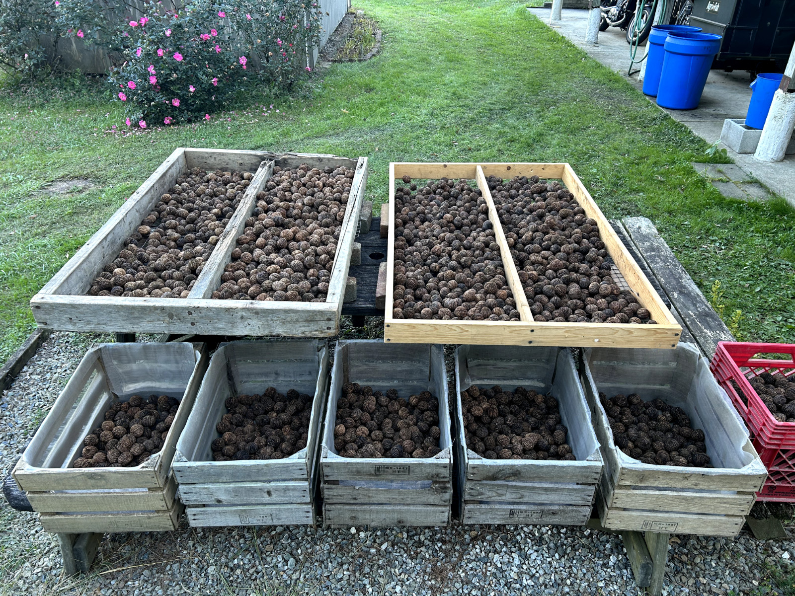 BLACK WALNUTS: 5lb Box Organic 2025 Harvest, Naturally Grown in Maryland.