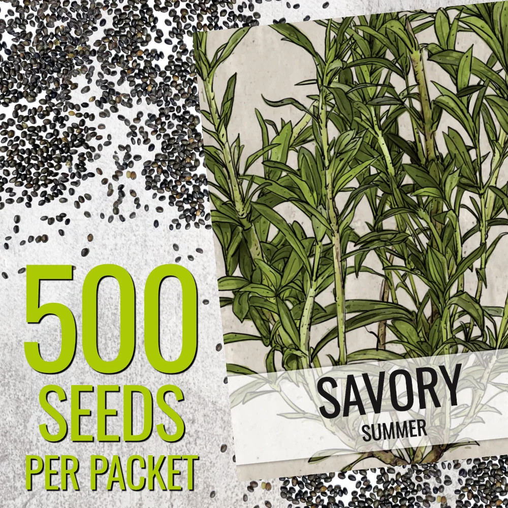 Summer Savory Herb Seeds For Planting (Satureja hortensis)