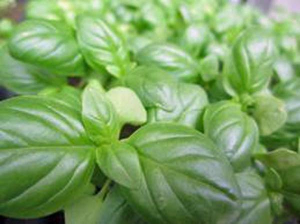 BASIL SEED, SWEET GENOVESE, HEIRLOOM, NON GMO, 500 SEEDS, HERB, SPICE
