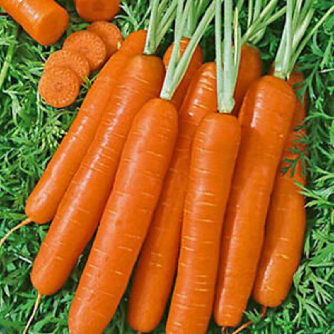 Scarlet-Nantes Carrot Seeds