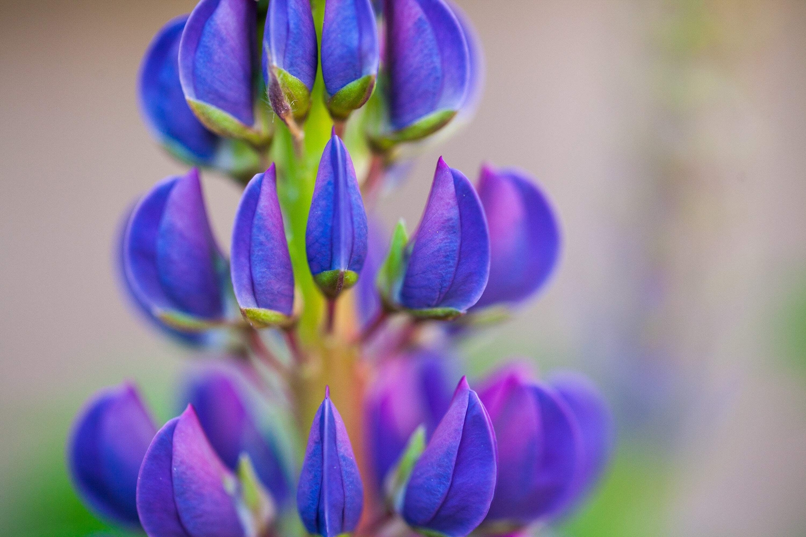 100 PERENNIAL LUPINE Blue Violet Lupinus Perennis Wild Sundial Purp Flower Seeds