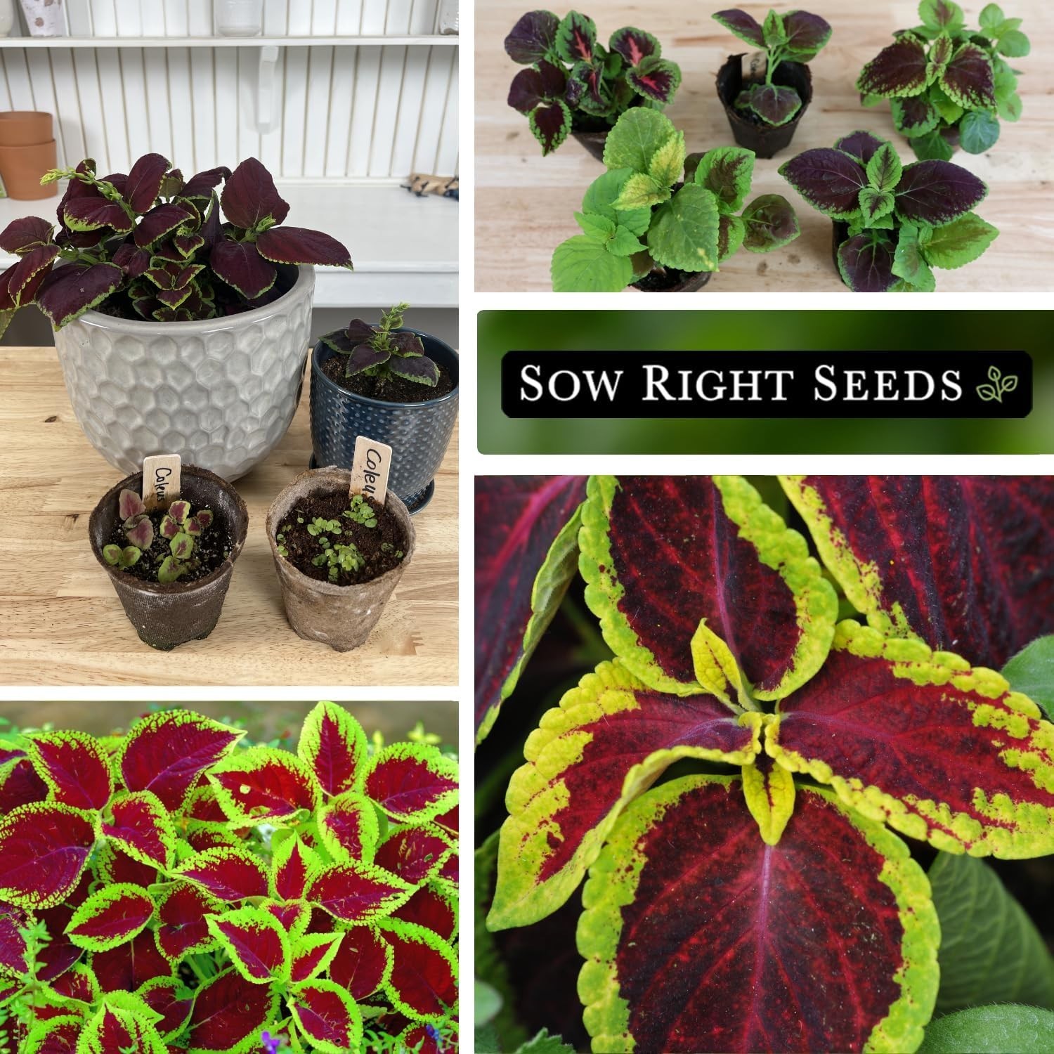 Heirloom Rainbow Coleus Seeds – Colorful Foliage for Indoor/Outdoor Spaces