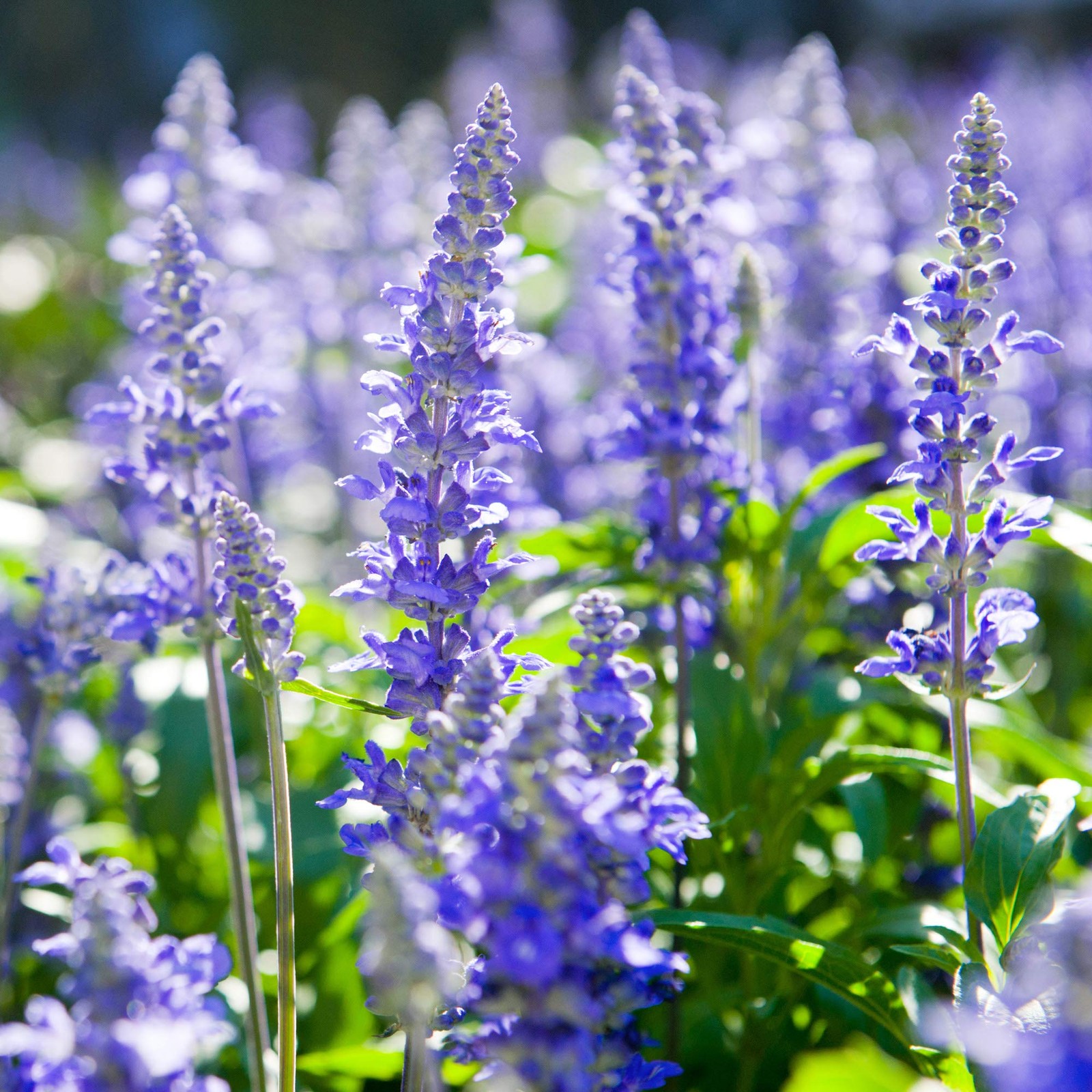 1000 PCS Blue Hyssop Seeds Planting Perennial Herb Garden Fragrant Blooms