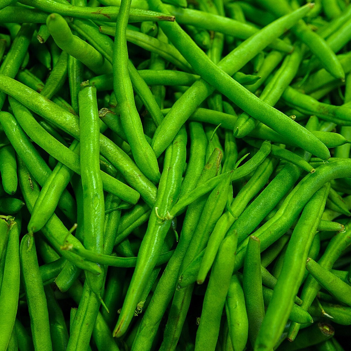1/4 Lb Provider Green Bush Bean Seeds – Everwilde Farms Mylar Seed Packet