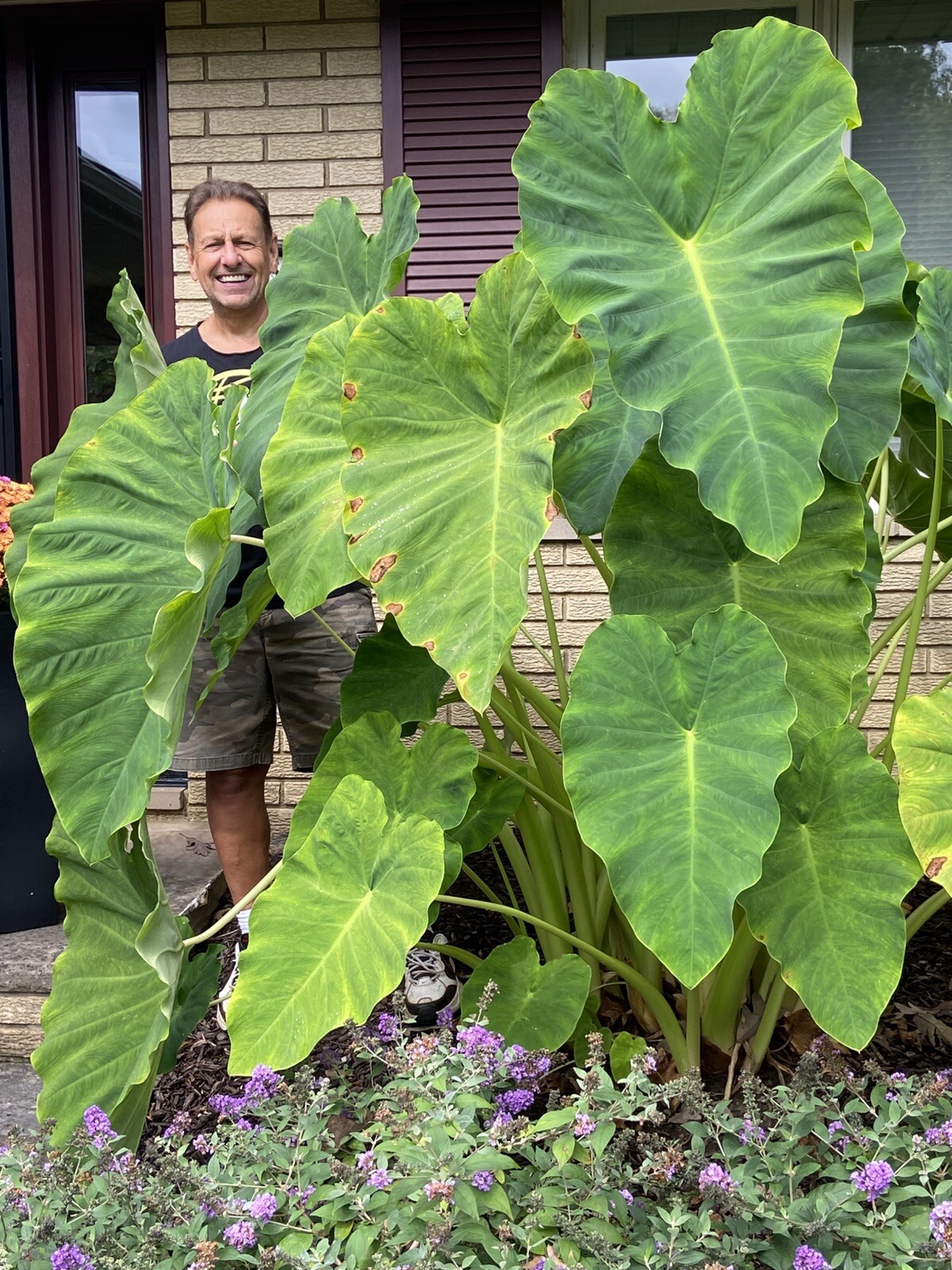 2 LARGE size Elephant Ear Bulbs….SPRING SALE!