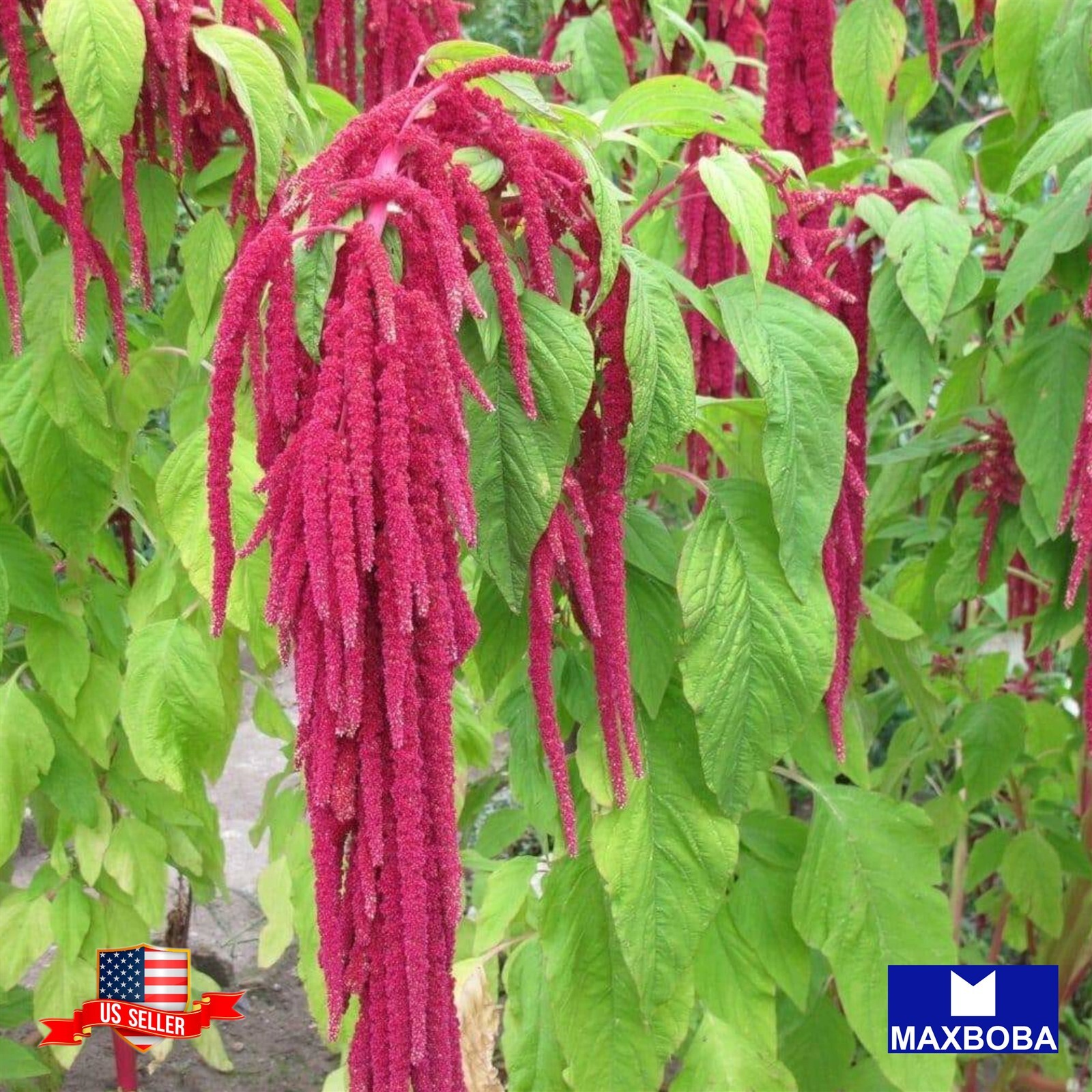 Amaranth Seeds -Amaranthus caudatus Non-GMO Heirloom Garden