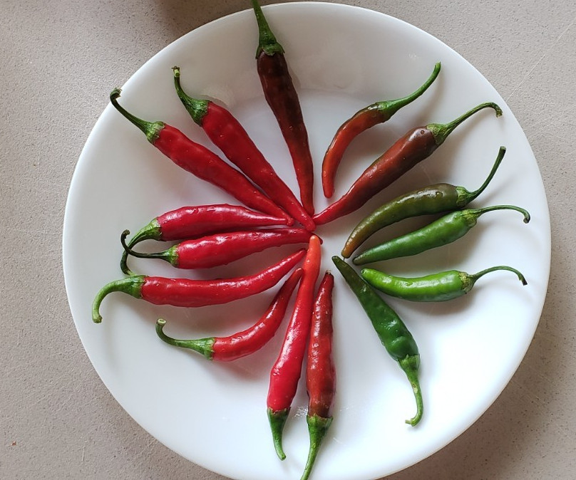 Thai Prik Chi Faaa Pepper seeds (25) great for Thai food, spicy!