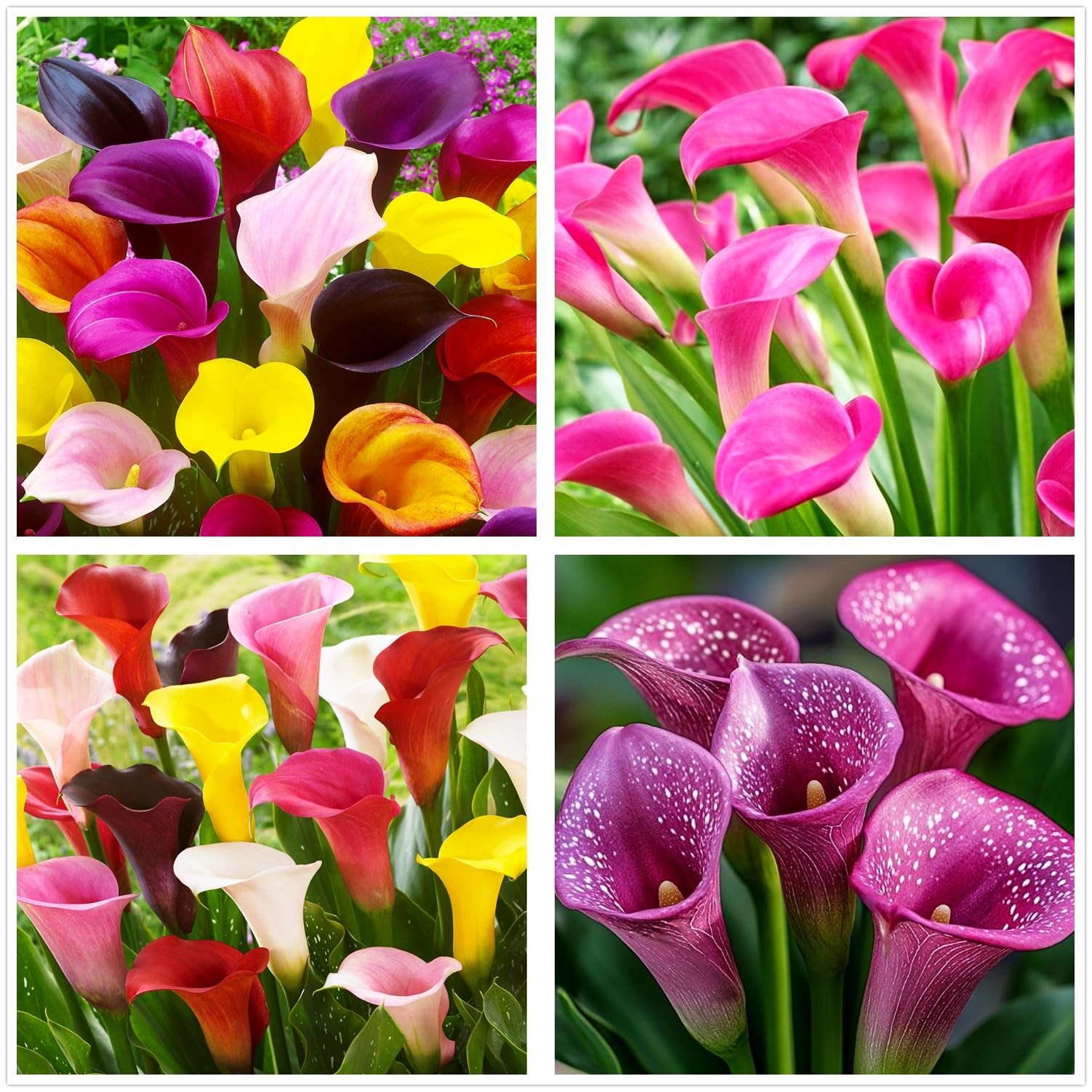 Rare 100Pcs White Pink Red Purple Calla Lily Seeds Beautiful Flowers Mix Colo…