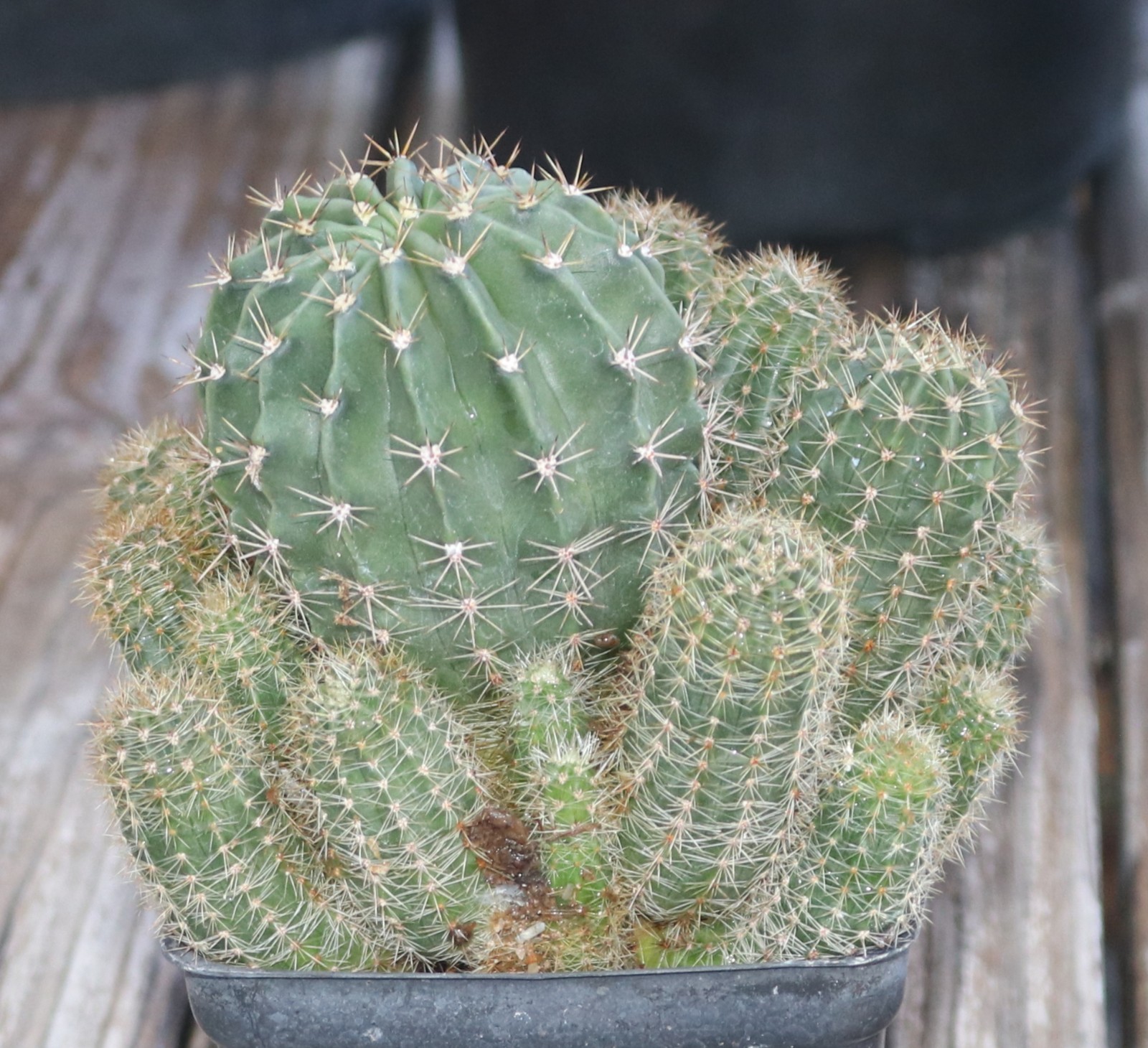 Echinopsis hybrid ‘Tropical Sunset’