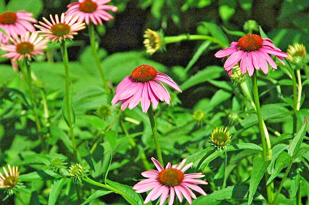 PURPLE ECHINACEA 100 SEEDS, CONEFLOWER, LARGE DAISY-LIKE FLOWERS, USA SELLER