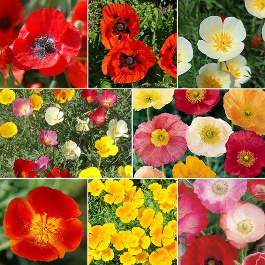 POPPY POWER Mix w/ Perennial Oriental Poppies Papaver USA Non-GMO 2000 Seeds!