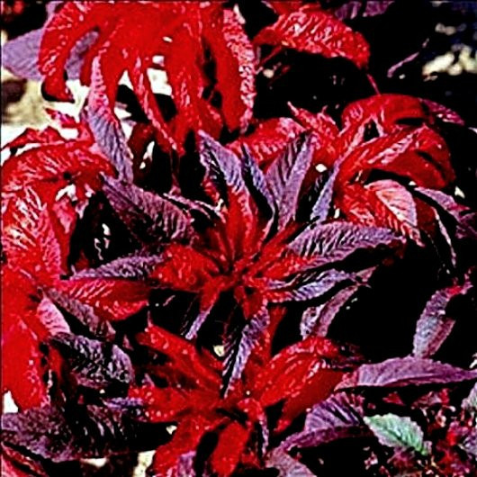 Amaranthus Seeds, Molten Fire, Foliage Plant Seeds, Eye Catching Leaves 75ct