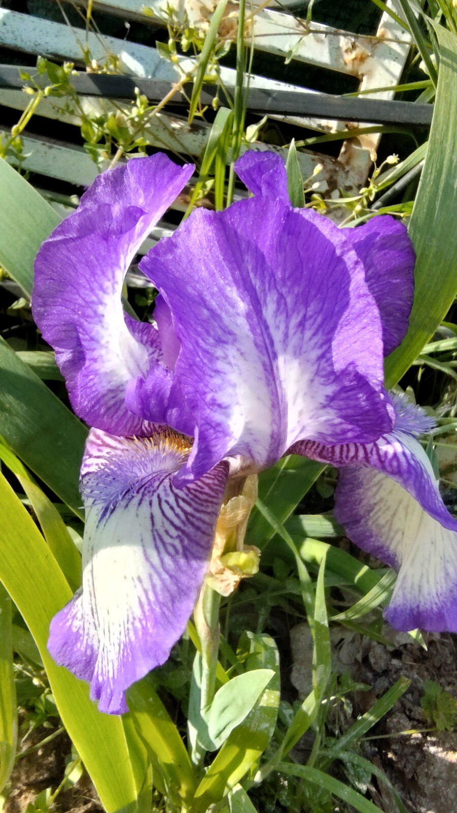 30x Fresh Bearded Iris Rhizomes Mixed Varieties