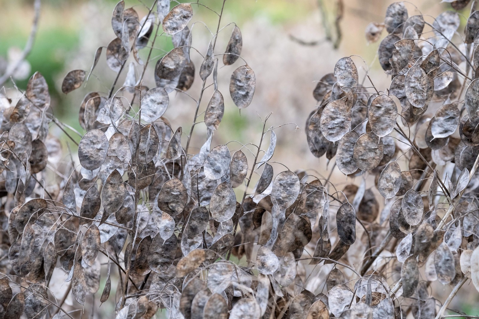 100 LUNARIA Biennis ( MONEY PLANT / Silver Dollar / Honesty ) Flower Seeds