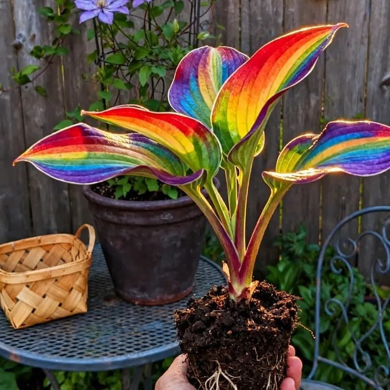 100PCS Rainbow Hosta Seeds – Colorful Perennial Shade Loving Foliage Plant Seeds