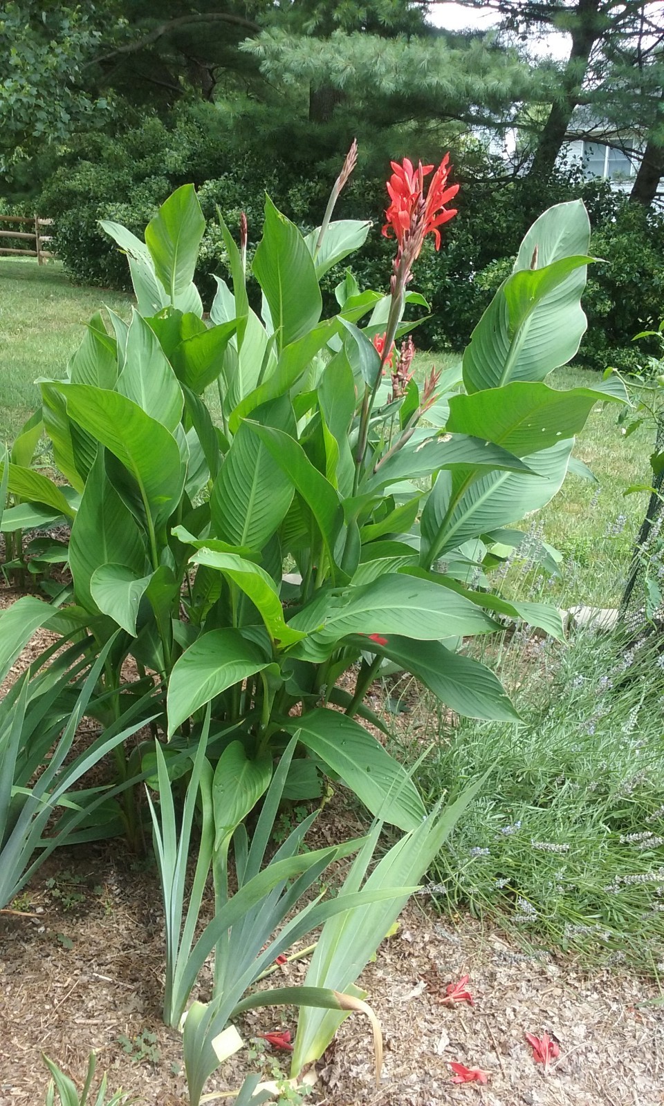 50 Canna Lily Seeds -Red Tall -Red Flower -Green Leaves -6-10 ft tall Free Ship