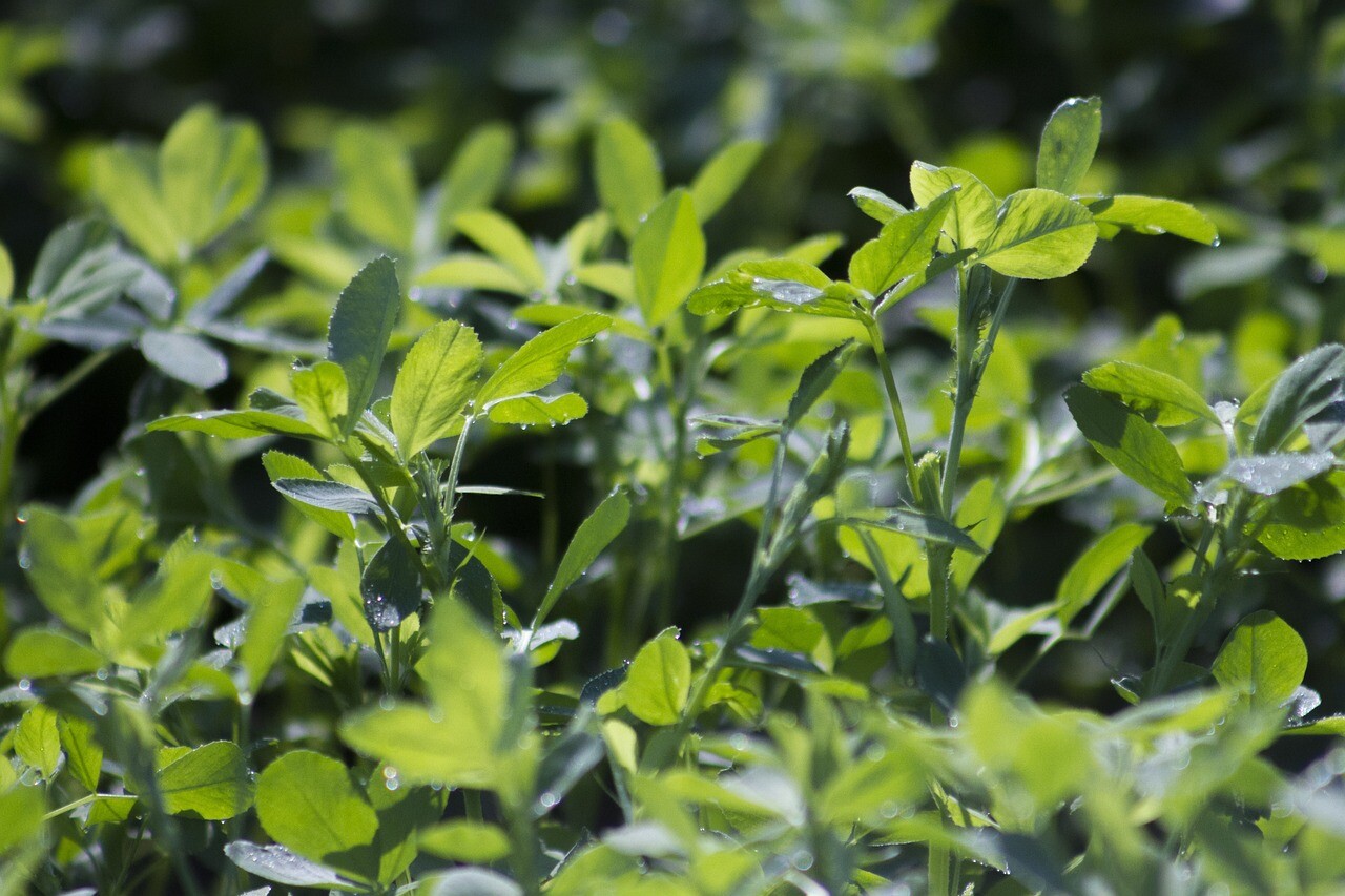 Alfalfa Seeds for Planting – High-Yielding Forage Crop, Nitrogen-Fixing NON-GMO