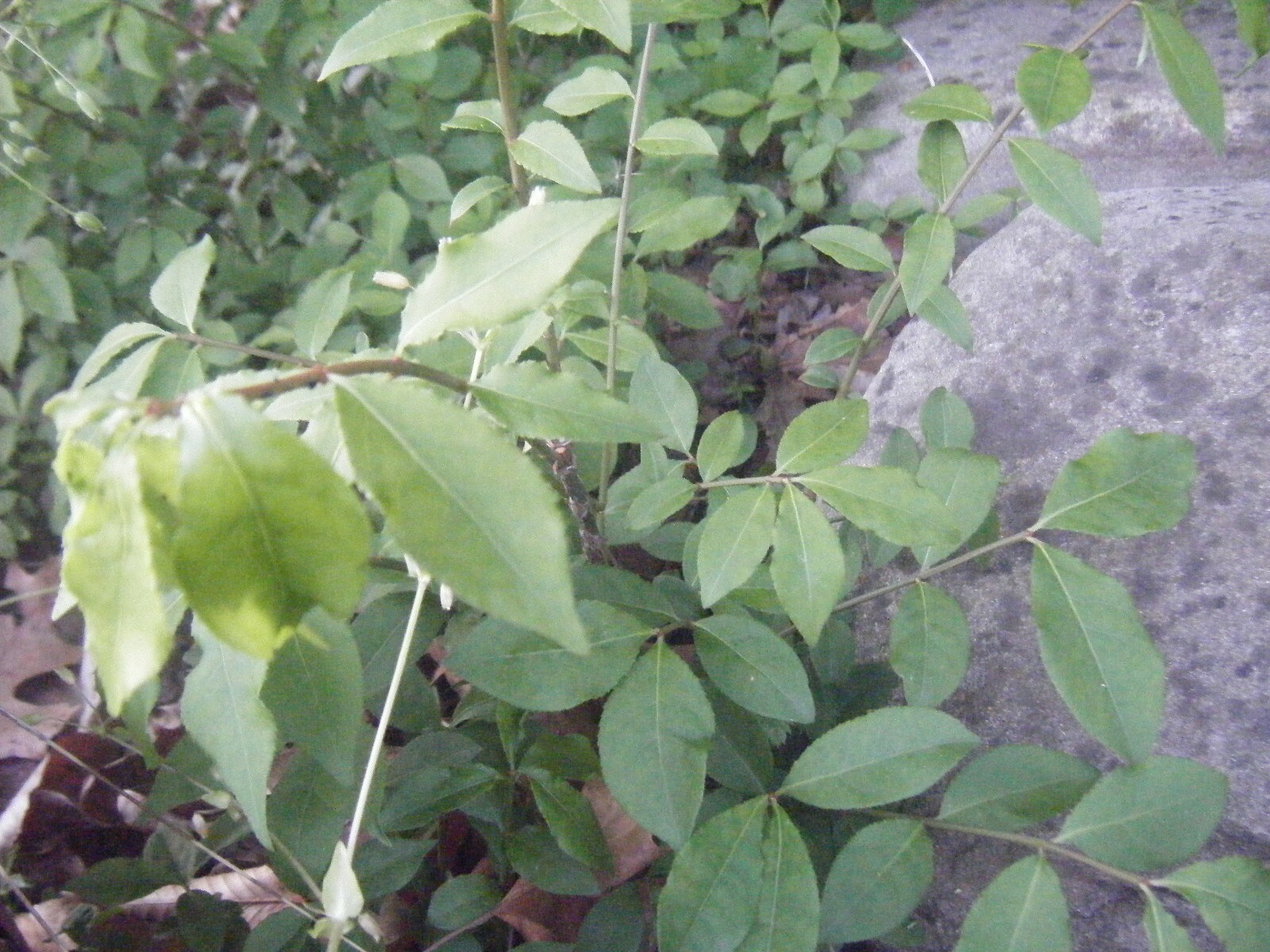 3 Red In Fall Burning Bush Shrubs Plants Beauty Heart PLANTS 1 to 2 foot TALL