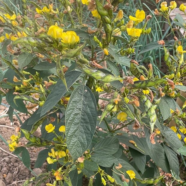 Pigeon Peas plants 30+ seeds Cajanus cajan, Gandules seeds.