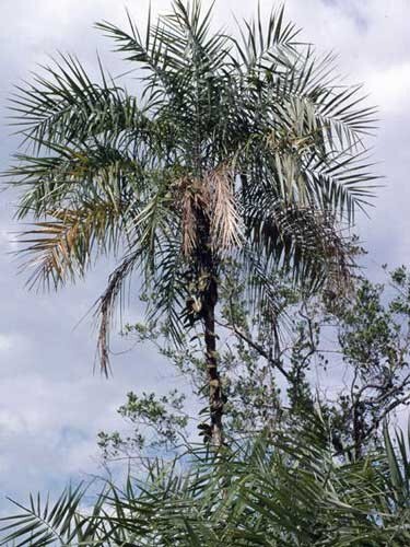Phoenix paludosa | Mangrove Date Palm | 5 Seeds