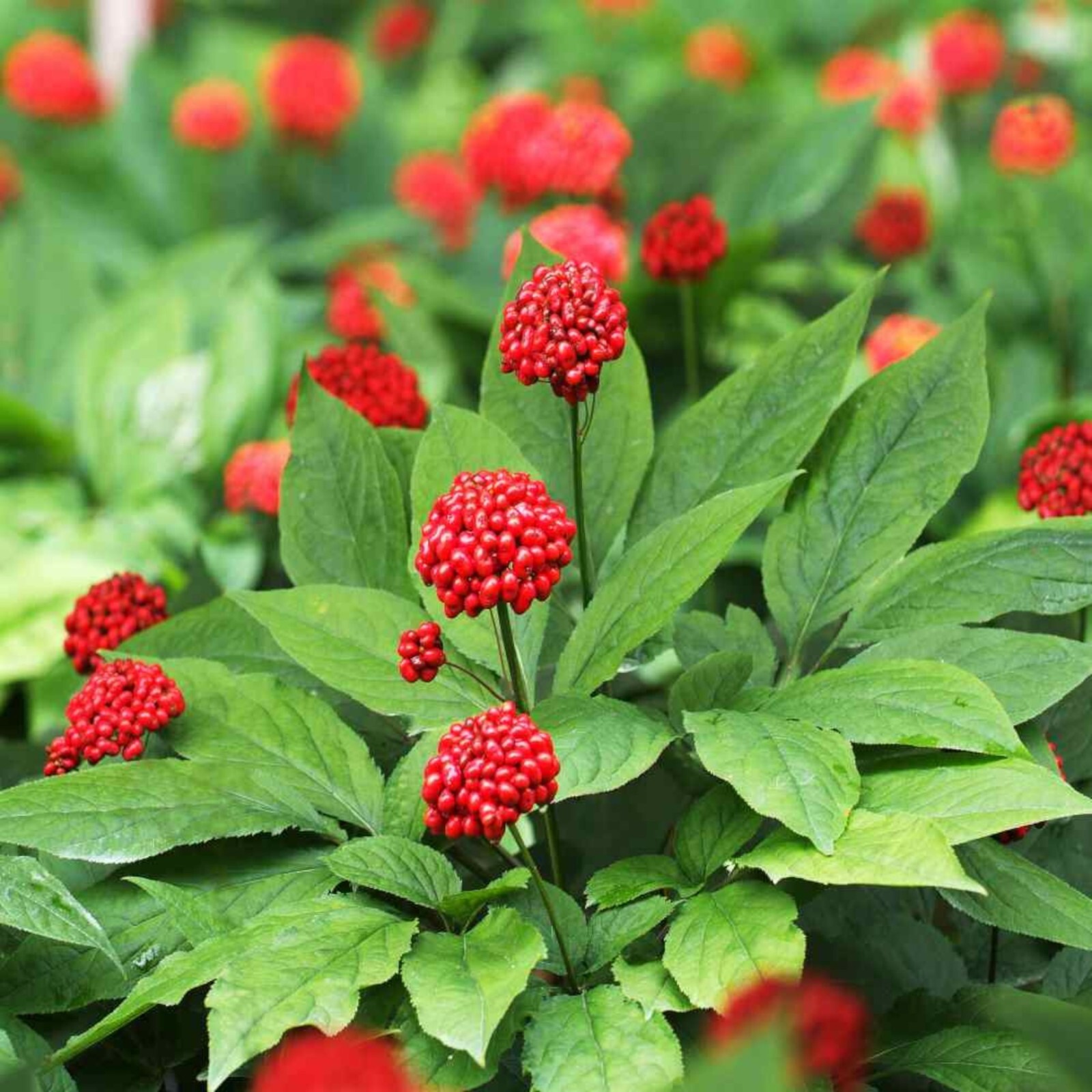 Revitalize Your Health with Asian Ginseng Panax Ginseng – 10 Seeds