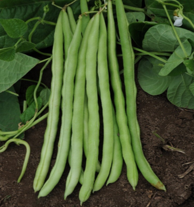 15+Tendergreen Improved Green Bush Bean seeds Stringless Bean Heavy producer USA