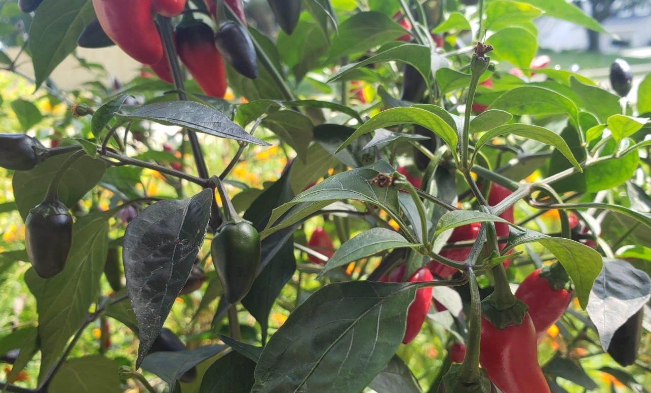 Purple Fire Jalapeno Pepper (20 Seeds) Sweet and hot!