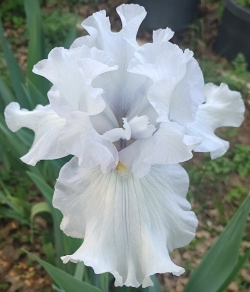 (4) TALL BEARDED IRIS RHIZOME RANDOM MIX BEAUTIFUL FLOWERS ROOT GARDEN PLANTS